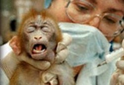 scimmia-e vivisezione 1330449225331